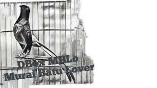 burung gereja seharga hp redmi note 10 pro buat masteran murai batu