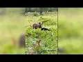 Bear bluff charges bull moose at Kincaid Park goes back to eating berries