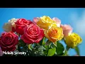 Download Lagu Падал снегснег🌺Самая красивая мелодия в мире🌿Лучшие композиции Сергея Грищука #9