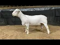 4557 Yearling Ram Online at Tays Realty Auction LLC