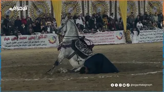 شاهد   أجمل رقص خيل عربي أصيل علي المزمار البلدي في ختام مهرجان الخيول العربية بالبحيرة دندنها