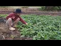 Lagu Single Mom daily life picking vegetables    1