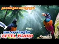 Download Lagu AMPUH! Masteran Murai Batu Gacor, mampu Pancing Burung Jadi JUARA