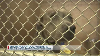 Abilene Animal Services Adoption Center seeing shortage in dog walkers
