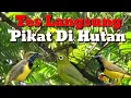 Download Lagu Suara Pikat Burung Pleci Sogok Ontong DiJamin Langsung Poin
