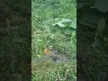 Download Lagu membersihkan aliran air dari mata air di kebun