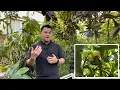 Download Lagu Growing Wax Jambu Fruit Trees in Cold Climate