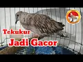 Download Lagu Tekukur Gacor Tekukur Leopard Gacor