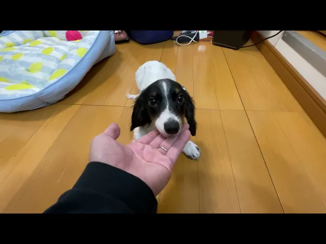 動画