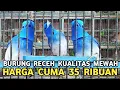Lagu TERLALU MURAH ! BURUNG CANTIK KICAUNYA MEWAH CUMA DIJUAL 35 RIBUAN DI PASAR BURUNG PRAMUKA 