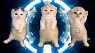 Three Kittens dancing Zero Two Sonic Baby dance to SugarCrash! (Bemax Remix) [AMV]