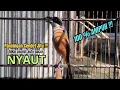 Download Lagu burung cendet gacor BONGKAR EMOSI JITU UNTUK PANCINGAN CENDET AGAR BUNYI jadikan BURUNG PENTET GACOR