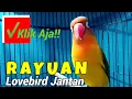 Lagu Suara Lovebird Jantan Memanggil Betina RAYUAN GOMBAL Cocok Buat Panggacorans Lb Jantan \u0026 Lb Betina