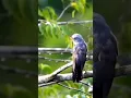 Download Lagu Suara burung kedasih metdu#suaraunggas