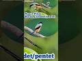 Download Lagu suara Pikat Burung cendet ribut Mp3