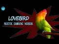 Lagu LOVEBIRD NGETIK SAMBUNG NGEKEK