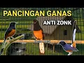 Download Lagu murai batu gacor AMPUH buat PANCINGAN murai batu agar bunyi JADIKAN burung murai gacor EMOSI