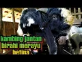 Download Lagu Suara kambing kawin,Suara kambing embe !!! kambing jantan birahi merayu betina,suara kambing birahi