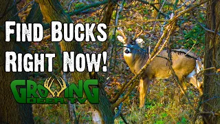 Bucks Are Changing Their Patterns—Your Hunting Strategy Should Too