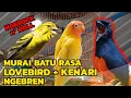 Download Lagu EDAN TENAN!!! MASTERAN SUARA MURAI BATU ISIAN LOVEBIRD-KENARI