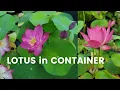 Download Lagu How to Grow Mini Lotus in Container Successfully