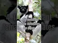 Download Lagu 5 Unique Facts about Lemur Indri