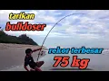 Download Lagu STRIKE PARI 75 KG || MANCING PASIRAN REKOR TERBESAR