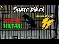 Download Lagu Pikat burung paok hijau ampuh,  pancingan paok hijau Kalimantan  @nangkringangin