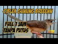 Download Lagu Masteran burung cimblek Gunung 1jam full MP3