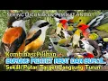 Download Lagu SUARA PIKAT BURUNG PENTET RIBUT. KOMBINASI BURCIL KEJEPIT. PALING CEPAT RESPON..