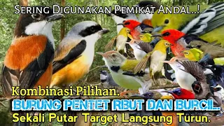 suara pikat burung pentet ribut kombinasi burcil kejepit paling cepat respon 