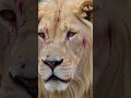The Final Goodbye: Lion's Tears and a Wolf's Ambush #lion #wildlifeentertainment #animals