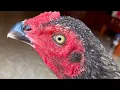 Download Lagu Kelamaan di kandang box ayam ganoi ini jadi begini bos