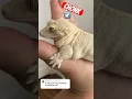 Lagu Is my crested gecko overweight?! #chunkygecko #crestedgecko
