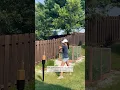 DIY vegetable garden fence with no dig ground spikes Pt 1