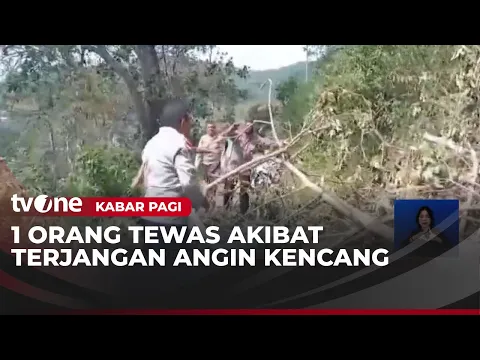 Angin Kencang Terjang Sikka, Satu Orang Tewas Tertimpa Pohon Tumbang