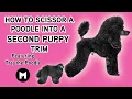 How to scissor a poodle into second puppy trim