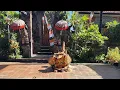 Download Lagu Barong Dance - Traditional Balinese Dance - Good(Barong) Vs Evil(Rangda)