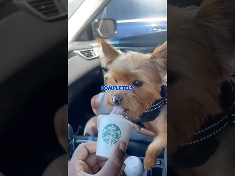 Dogs vs Pup cups (Pup cups hit different! 😂🐶)...... #shorts