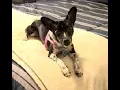 Marbles - Rat Terrier mix