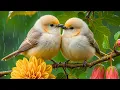 Forest Birdsong for Relaxation Relax Your Mind Reduce Stress Unwind BIRD TV