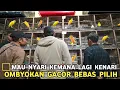 Download Lagu MULAI DARI 80 RIBUAN !! CUMA DISINI KENARI OMBYOKAN GACOR BEBAS PILIH WARNA HARGA SAMA DI PB PRAMUKA