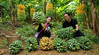 Living in the Forest, Harvesting Giant Bunches of Bananas Sell at the Village Market | Vang Hoa, Zon