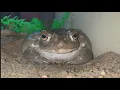 Don t lick the poison toad National Park Service warns