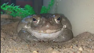 Don t lick the poison toad National Park Service warns
