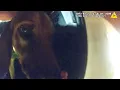 K9 Finds Missing Boy With Autism in Less Than 10 Minutes