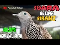 Download Lagu Perkutut Lokal Gacor suara betina birahi ahlinya memanggil jantan 