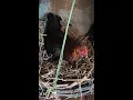 Download Lagu Ayam betina memanggil ayam jantan 🐓 | #shorts #short #ayam #cinta #lucu #gratis #tren #komedi #unggas