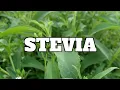 Download Lagu STEVIA - Budidaya dan Peluang Usaha