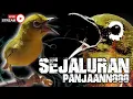 Download Lagu 🔴  LIVE Masteran Pleci Witwitwit Sejalur Panjang